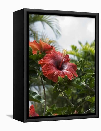 Red Hibiscus Flowers, Costa Rica, Central America-R H Productions-Framed Premier Image Canvas