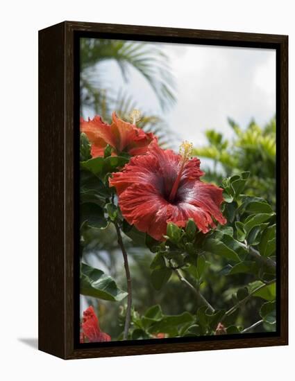 Red Hibiscus Flowers, Costa Rica, Central America-R H Productions-Framed Premier Image Canvas