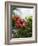 Red Hibiscus Flowers, Costa Rica, Central America-R H Productions-Framed Photographic Print