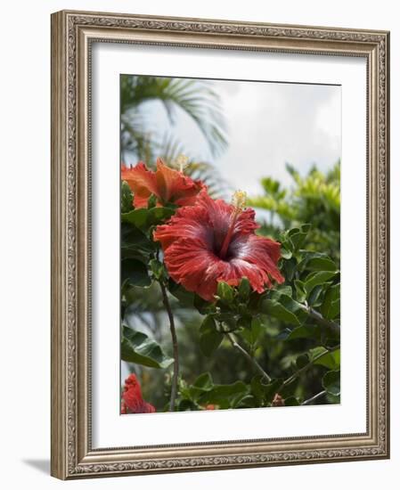 Red Hibiscus Flowers, Costa Rica, Central America-R H Productions-Framed Photographic Print