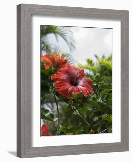 Red Hibiscus Flowers, Costa Rica, Central America-R H Productions-Framed Photographic Print