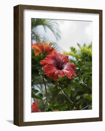 Red Hibiscus Flowers, Costa Rica, Central America-R H Productions-Framed Photographic Print