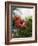 Red Hibiscus Flowers, Costa Rica, Central America-R H Productions-Framed Photographic Print