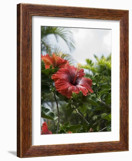 Red Hibiscus Flowers, Costa Rica, Central America-R H Productions-Framed Photographic Print