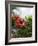 Red Hibiscus Flowers, Costa Rica, Central America-R H Productions-Framed Photographic Print