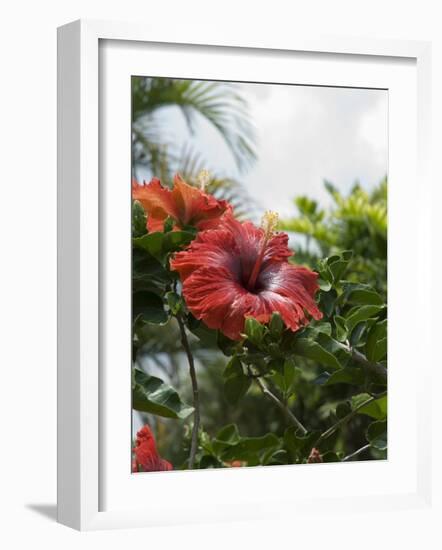 Red Hibiscus Flowers, Costa Rica, Central America-R H Productions-Framed Photographic Print