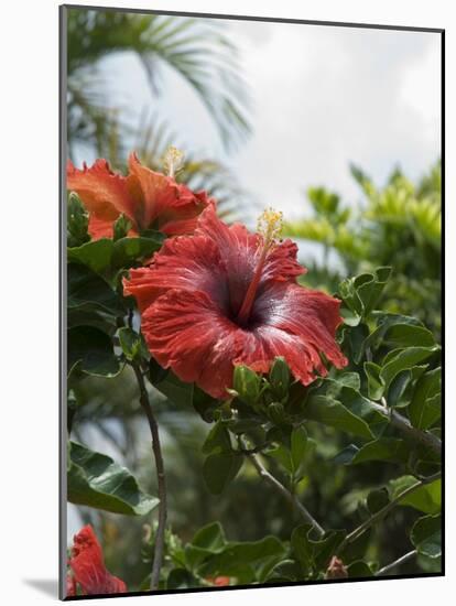 Red Hibiscus Flowers, Costa Rica, Central America-R H Productions-Mounted Photographic Print