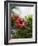 Red Hibiscus Flowers, Costa Rica, Central America-R H Productions-Framed Photographic Print