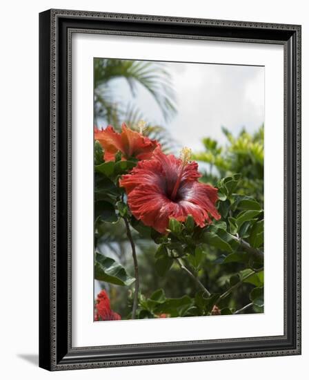 Red Hibiscus Flowers, Costa Rica, Central America-R H Productions-Framed Photographic Print