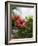 Red Hibiscus Flowers, Costa Rica, Central America-R H Productions-Framed Photographic Print