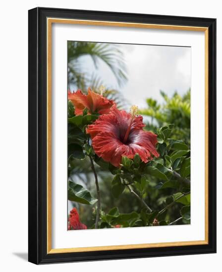 Red Hibiscus Flowers, Costa Rica, Central America-R H Productions-Framed Photographic Print