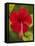 Red Hibiscus, Hibiscus Rosa-Sinensis, Belize-William Sutton-Framed Premier Image Canvas