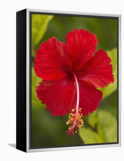 Red Hibiscus, Hibiscus Rosa-Sinensis, Belize-William Sutton-Framed Premier Image Canvas