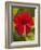 Red Hibiscus, Hibiscus Rosa-Sinensis, Belize-William Sutton-Framed Photographic Print