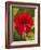 Red Hibiscus, Hibiscus Rosa-Sinensis, Belize-William Sutton-Framed Photographic Print