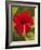 Red Hibiscus, Hibiscus Rosa-Sinensis, Belize-William Sutton-Framed Photographic Print