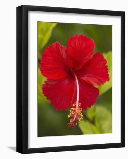 Red Hibiscus, Hibiscus Rosa-Sinensis, Belize-William Sutton-Framed Photographic Print