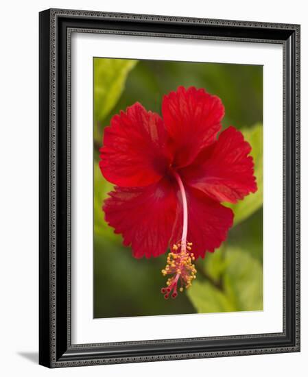 Red Hibiscus, Hibiscus Rosa-Sinensis, Belize-William Sutton-Framed Photographic Print