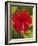 Red Hibiscus, Hibiscus Rosa-Sinensis, Belize-William Sutton-Framed Photographic Print