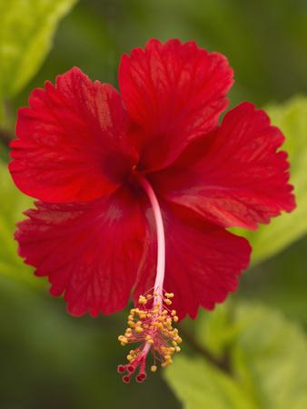 Red Hibiscus Hibiscus Rosa Sinensis Belize Photographic Print William Sutton Art Com