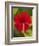 Red Hibiscus, Hibiscus Rosa-Sinensis, Belize-William Sutton-Framed Photographic Print