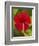 Red Hibiscus, Hibiscus Rosa-Sinensis, Belize-William Sutton-Framed Photographic Print