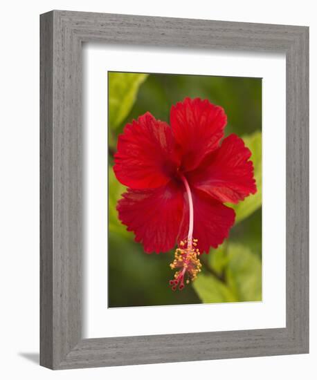 Red Hibiscus, Hibiscus Rosa-Sinensis, Belize-William Sutton-Framed Photographic Print