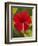 Red Hibiscus, Hibiscus Rosa-Sinensis, Belize-William Sutton-Framed Photographic Print