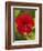 Red Hibiscus, Hibiscus Rosa-Sinensis, Belize-William Sutton-Framed Photographic Print