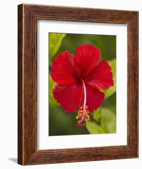 Red Hibiscus, Hibiscus Rosa-Sinensis, Belize-William Sutton-Framed Photographic Print