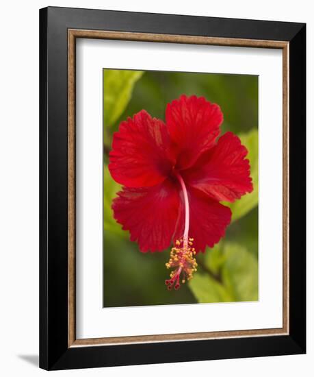 Red Hibiscus, Hibiscus Rosa-Sinensis, Belize-William Sutton-Framed Photographic Print