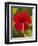 Red Hibiscus, Hibiscus Rosa-Sinensis, Belize-William Sutton-Framed Photographic Print