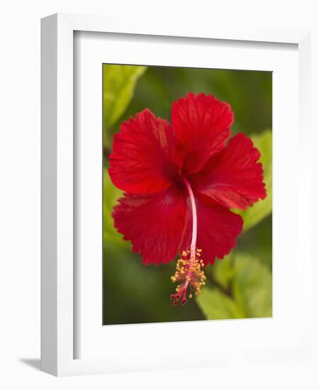 Red Hibiscus, Hibiscus Rosa-Sinensis, Belize-William Sutton-Framed Photographic Print