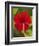 Red Hibiscus, Hibiscus Rosa-Sinensis, Belize-William Sutton-Framed Photographic Print
