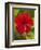 Red Hibiscus, Hibiscus Rosa-Sinensis, Belize-William Sutton-Framed Photographic Print