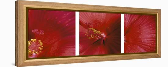 Red Hibiscus Triptych-Anna Miller-Framed Premier Image Canvas