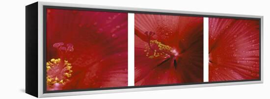 Red Hibiscus Triptych-Anna Miller-Framed Premier Image Canvas