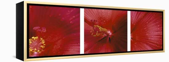 Red Hibiscus Triptych-Anna Miller-Framed Premier Image Canvas