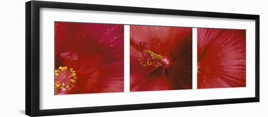 Red Hibiscus Triptych-Anna Miller-Framed Photographic Print