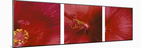 Red Hibiscus Triptych-Anna Miller-Mounted Photographic Print