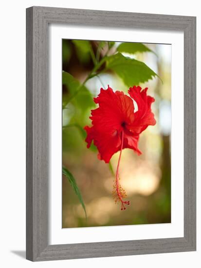 Red Hibiscus-Erin Berzel-Framed Art Print