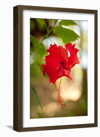 Red Hibiscus-Erin Berzel-Framed Art Print