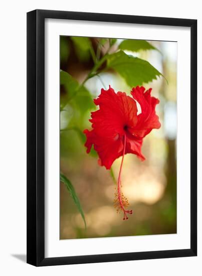 Red Hibiscus-Erin Berzel-Framed Art Print