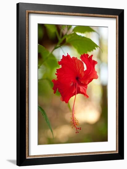 Red Hibiscus-Erin Berzel-Framed Art Print