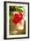 Red Hibiscus-Erin Berzel-Framed Art Print