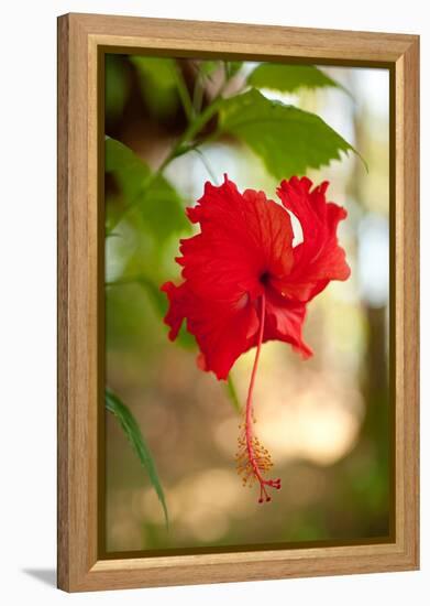 Red Hibiscus-Erin Berzel-Framed Stretched Canvas