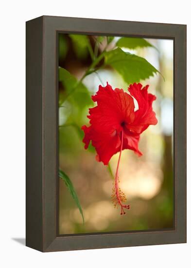 Red Hibiscus-Erin Berzel-Framed Stretched Canvas