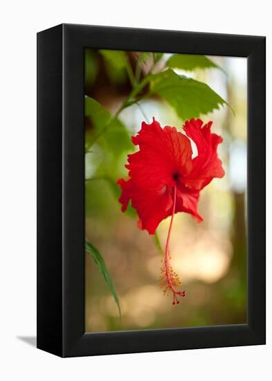 Red Hibiscus-Erin Berzel-Framed Stretched Canvas