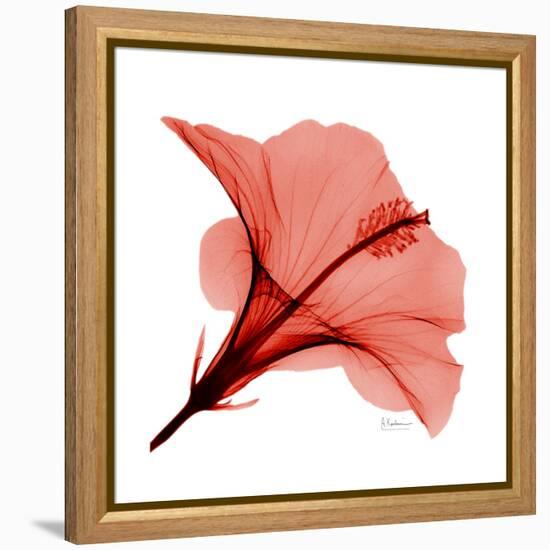 Red Hibiscus-Albert Koetsier-Framed Stretched Canvas