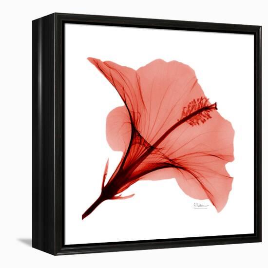 Red Hibiscus-Albert Koetsier-Framed Stretched Canvas